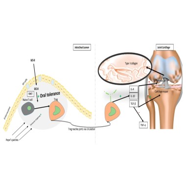 Colagen de tip 2 - Colagen UC-II 40mg 30 Pastile, MAXLife Colagen tip 2 beneficii: sustine sanatatea sistemului osos si muscular