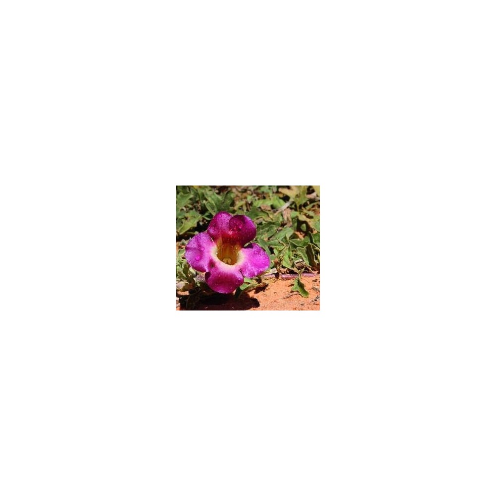 Belle&Bio Articulation Bio 120 Capsule, Gheara Diavolului, Curcuma, Ghimbir Beneficii Articulation Bio: intareste, calmeaza si p