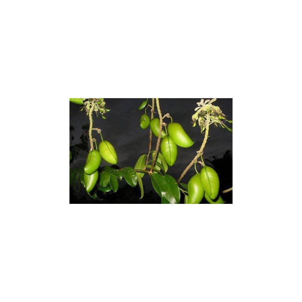 Francois Nature Griffonia Simplicifolia, 5 HTP, 120 capsule (Anxietate, depresie, serotonina) Beneficii Griffonia Simplicifolia,