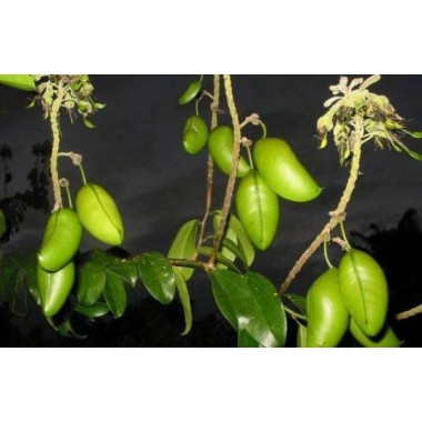 Francois Nature Griffonia Simplicifolia, 5 HTP, 120 capsule (Anxietate, depresie, serotonina) Beneficii Griffonia Simplicifolia,