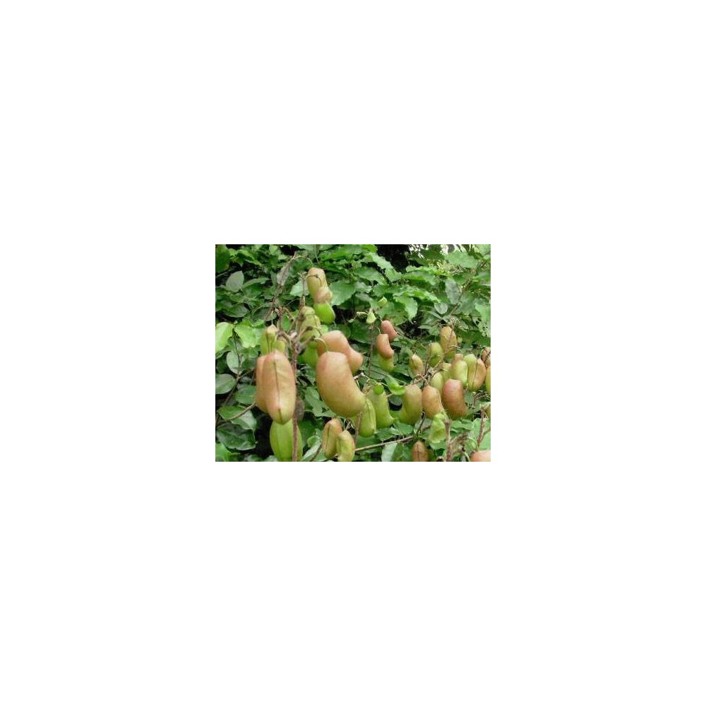 Francois Nature Griffonia Simplicifolia, 5 HTP, 120 capsule (Anxietate, depresie, serotonina) Beneficii Griffonia Simplicifolia,