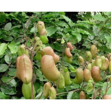 Francois Nature Griffonia Simplicifolia, 5 HTP, 120 capsule (Anxietate, depresie, serotonina) Beneficii Griffonia Simplicifolia,