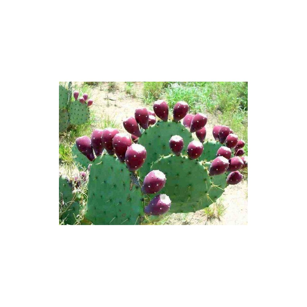 Nopal Bio 120 Capsule, Reduce senzatia de foame, regleaza glicemia, Belle&Bio Nopal Bio beneficii: reduce senzatia de foame, red