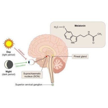 Melatonină 120 Capsule, Belle&Bio Melatonina beneficii: eficient impotriva tulburarilor de somn, imbunatateste calitatea somnulu