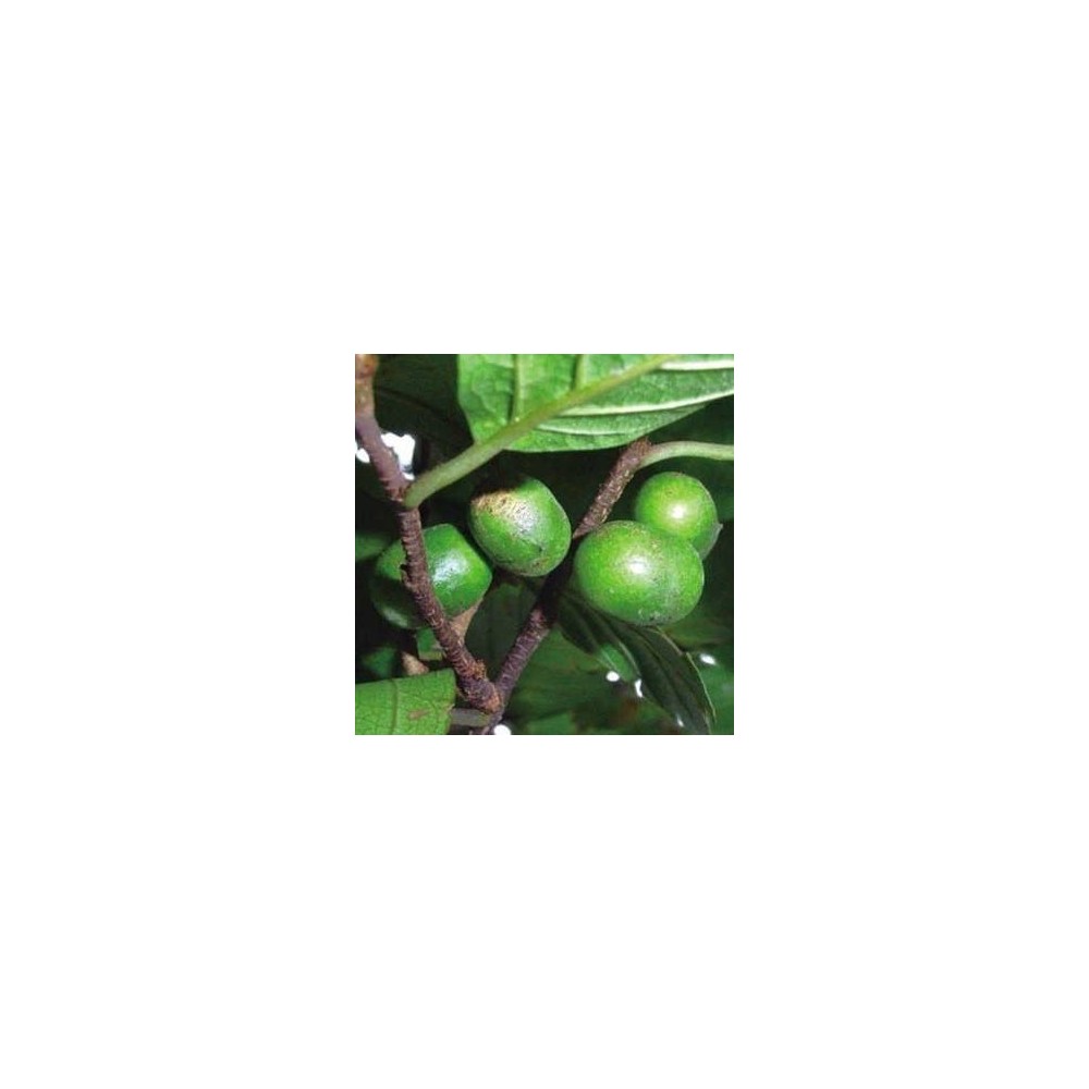 Biovea Pygeum 100 mg 60 Capsule, prostata barbati Beneficii Pygeum: reducerea edemului prostatei, reduce colesterolul, ajută la 