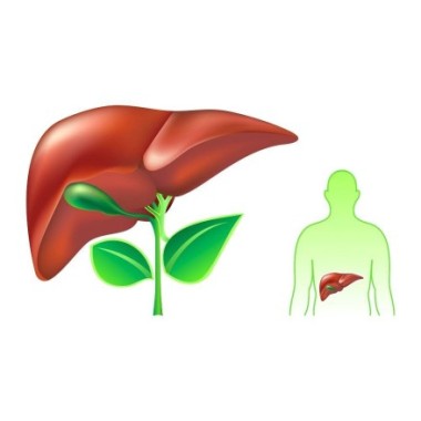 Francois Nature, Desmodium 240 capsule Beneficii Desmodium: ajuta in hepatita cronica si ciroza, protector hepatic, protejeaza c
