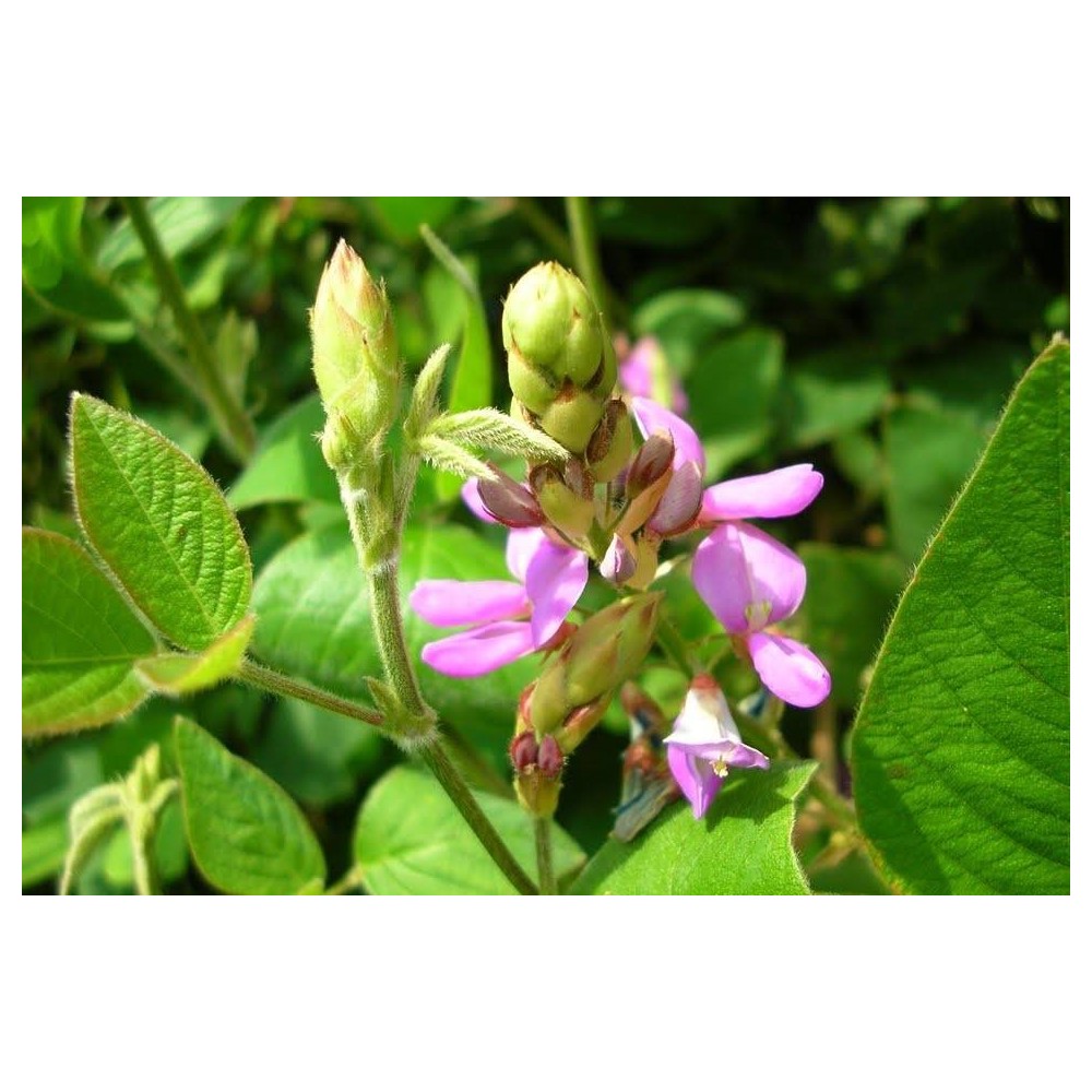 Francois Nature, Desmodium 240 capsule Beneficii Desmodium: ajuta in hepatita cronica si ciroza, protector hepatic, protejeaza c