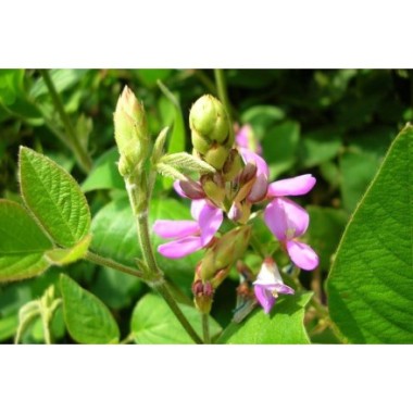 Francois Nature, Desmodium 240 capsule Beneficii Desmodium: ajuta in hepatita cronica si ciroza, protector hepatic, protejeaza c
