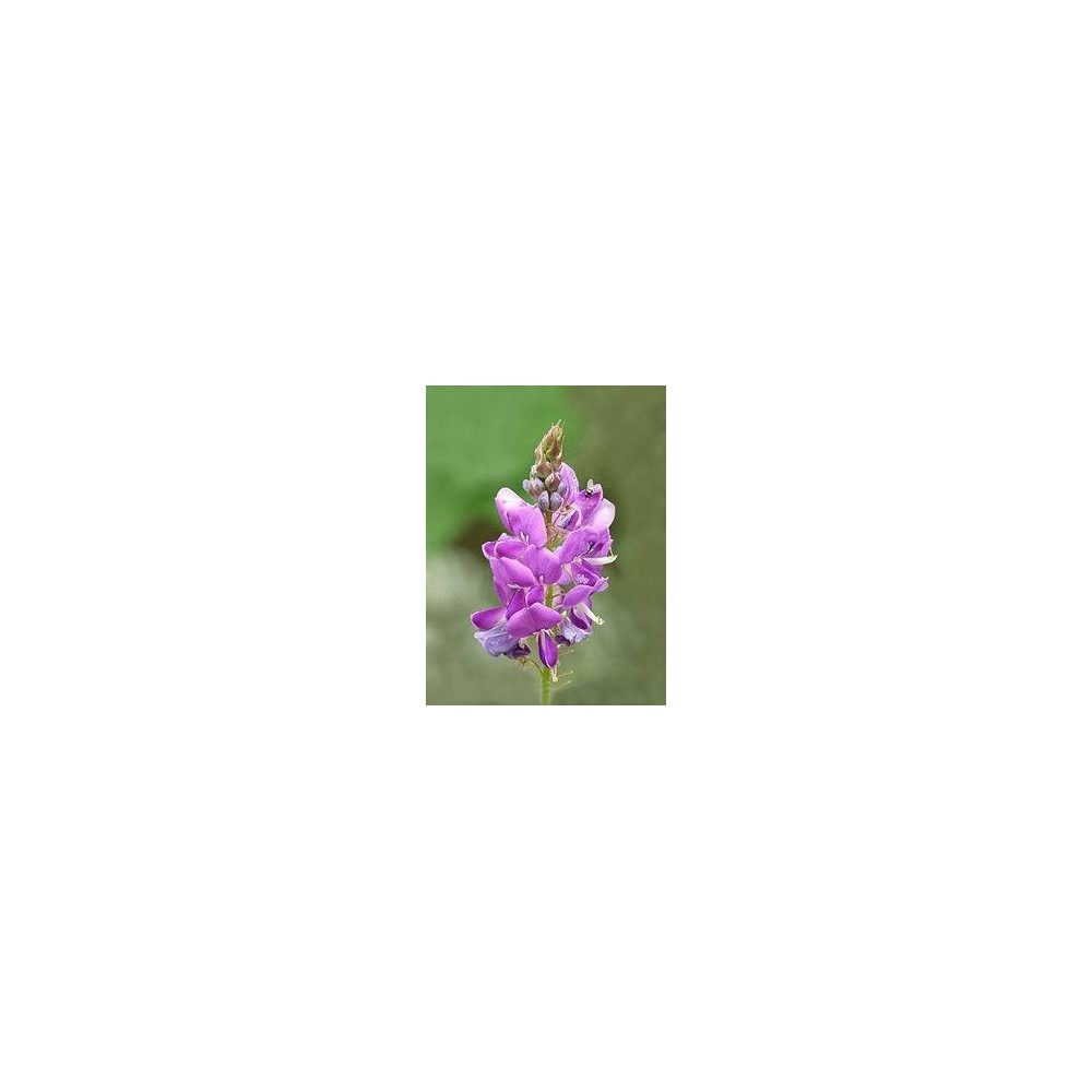 Francois Nature, Desmodium 240 capsule Beneficii Desmodium: ajuta in hepatita cronica si ciroza, protector hepatic, protejeaza c