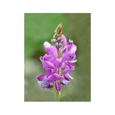 Francois Nature, Desmodium 240 capsule Beneficii Desmodium: ajuta in hepatita cronica si ciroza, protector hepatic, protejeaza c