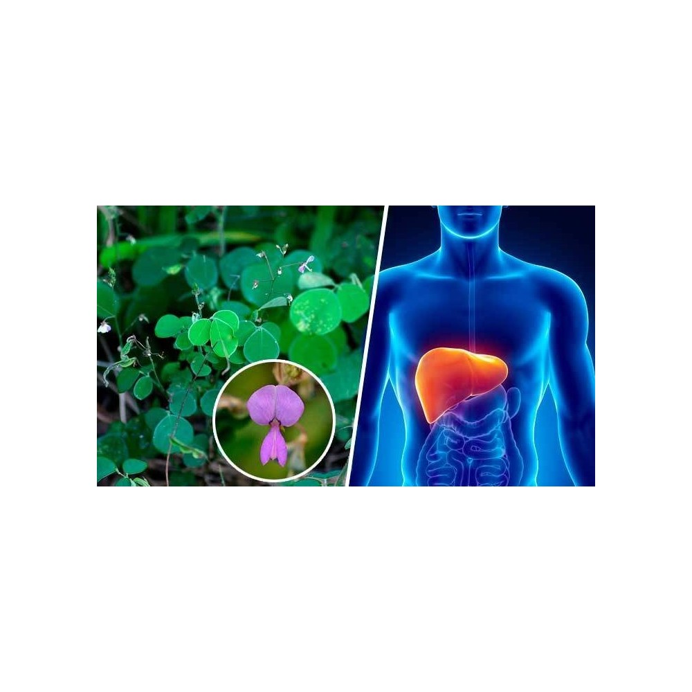 Oemine Desmodium 180 capsule Beneficii Desmodium: reface ficatul si celulele hepatice, scaderea valorilor transaminazelor, in ca
