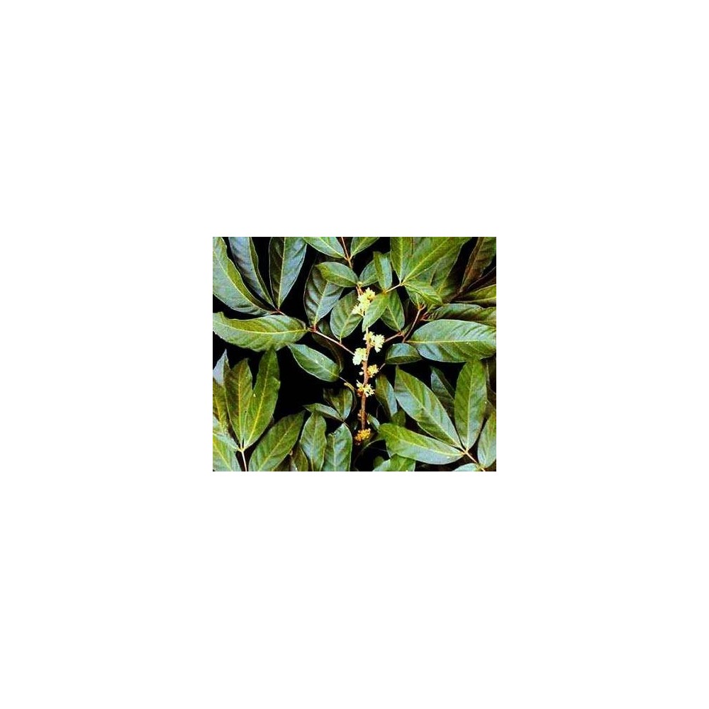 Swanson Muira Puama Radacina 400 mg 90 Capsule (Libidou, afrodisiac, potenta) Beneficii Radacina Muira Puama: imbunatateste func
