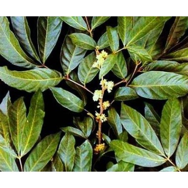 Swanson Muira Puama Radacina 400 mg 90 Capsule (Libidou, afrodisiac, potenta) Beneficii Radacina Muira Puama: imbunatateste func