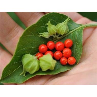 Vegavero Ashwagandha Bio 180 Capsule Beneficii Ashwagandha: planta medicinala antica, reduce nivelul de zahăr din sânge, reduce 