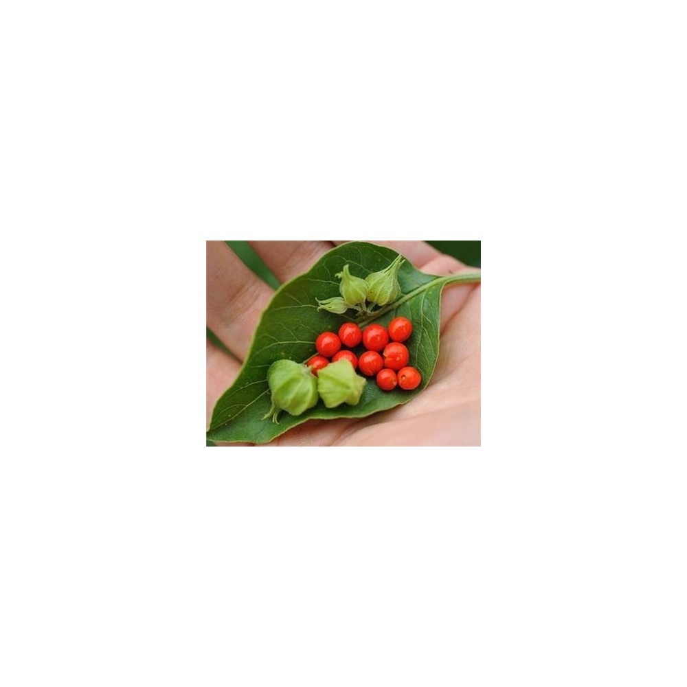 Progress Labs Ashwagandha Extract 500mg 9% Withanolides 120 Capsule Beneficii Ashwagandha: planta medicinala antica, reduce nive
