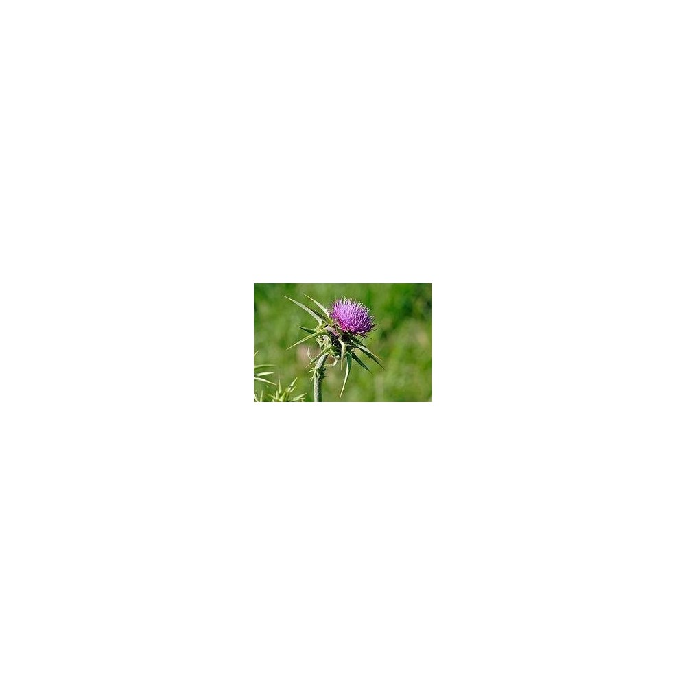 Armurariu - Milk Thistle Vege 90 Capsule, OstroVit Armurariu - Milk Thistle Vege Beneficii: elimina toxinele, sustine confortul 