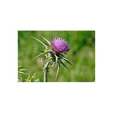 Armurariu - Milk Thistle Vege 90 Capsule, OstroVit Armurariu - Milk Thistle Vege Beneficii: elimina toxinele, sustine confortul 
