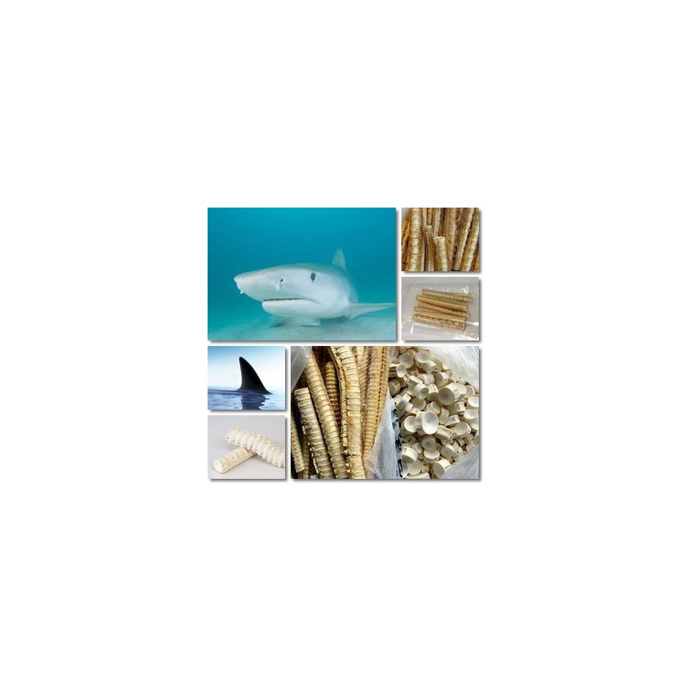 Cartilaj de rechin 750 mg, 100 Capsule, Scade inflamatia si durerile articulatiilor, ajuta in artrita si osteoartrita Beneficii 