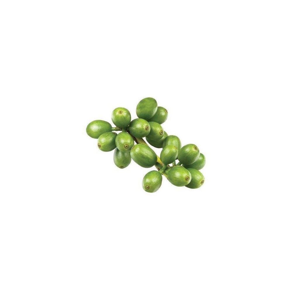 OstroVit Green Coffee 90 Tablete (Extract de cafea verde 500 mg) Beneficiile boabelor de cafea verde: ajuta la arderea grasimilo