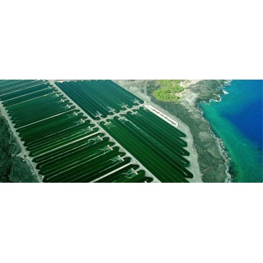 Iod organic din alge marine Kelp 60 Capsule, Oemine Iod organic din alge marine Kelp beneficii: imbunatateste metabolismul, prot