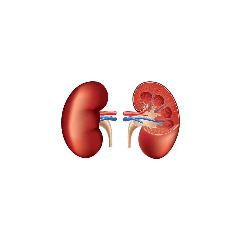 Vegavero Kidney Care Complex, 180 Capsule (Naturiste infectii urinare) Beneficii Kidney Care Complex: bogat intr-o varietate de 
