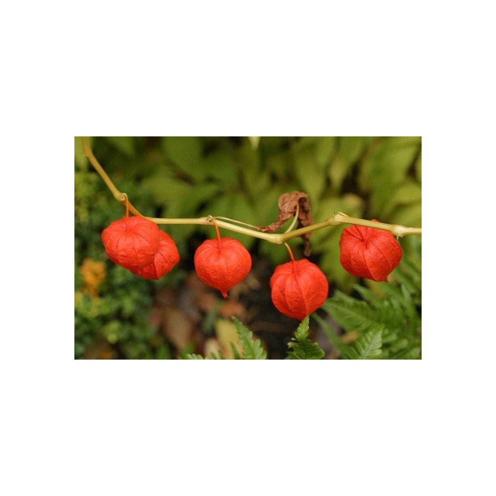 Pure Nutrition Ashwagandha Organic - 60 Tablete Beneficiile suplimentarii Ashwagandha: sprijinirea gestionarii sanatoase a stres