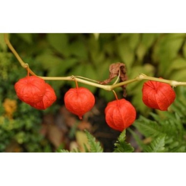 Pure Nutrition Ashwagandha Organic - 60 Tablete Beneficiile suplimentarii Ashwagandha: sprijinirea gestionarii sanatoase a stres