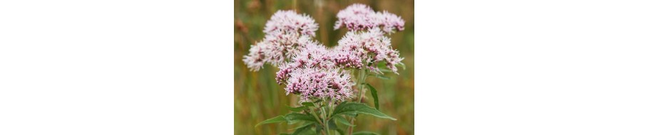 Suplimente alimentare cu Valeriana