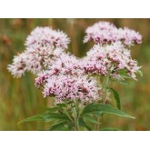 Valeriana