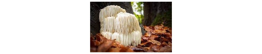 Lion's Mane (Coama leului)