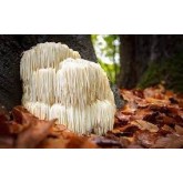 Lion's Mane (Coama leului)
