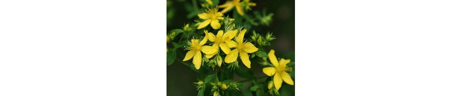 St John's Wort (Sunatoare)