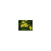 St John's Wort (Sunatoare)
