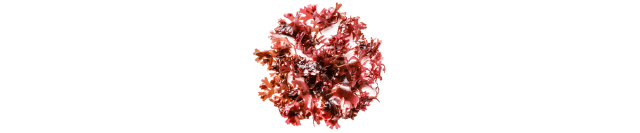 Astaxantina
