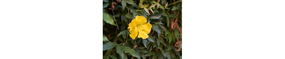 Cat's Claw (Gheara pisicii)