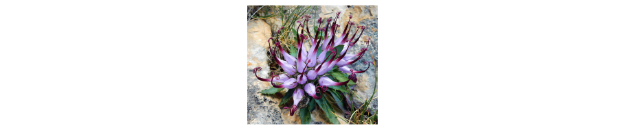 Devil's Claw (Gheara Diavolului)