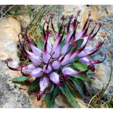 Devil's Claw