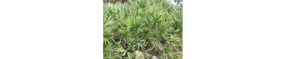 Suplimente alimentare pe baza de Saw Palmetto
