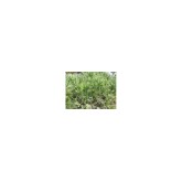 Saw Palmetto