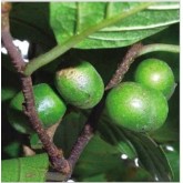Pygeum