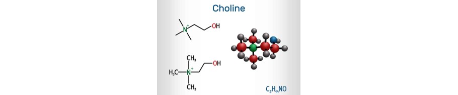 Colina - Choline