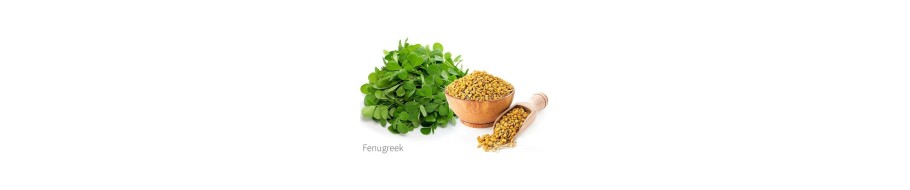 Fenugreek