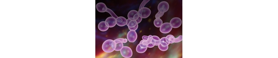 Suplimente alimentare pentru ameliorarea Candidei