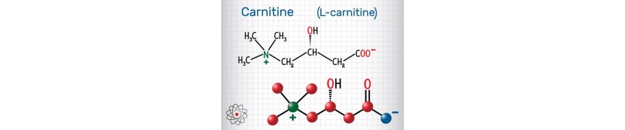 L-Carnitina