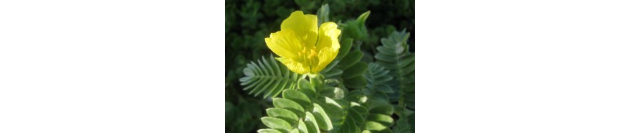 Tribulus Terrestris