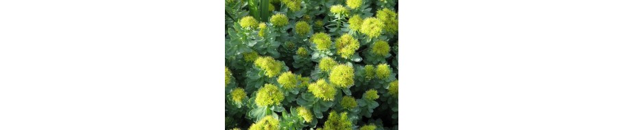 Rhodiola Rosea